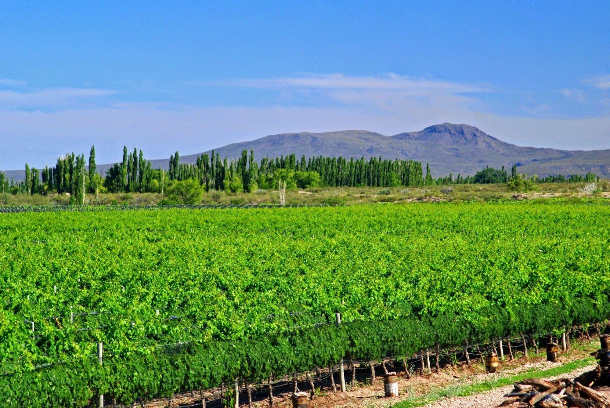 Algodon Wine Estates & Champions Club 호텔 산라파엘 외부 사진